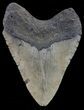 Bargain, Megalodon Tooth - North Carolina #67141-2